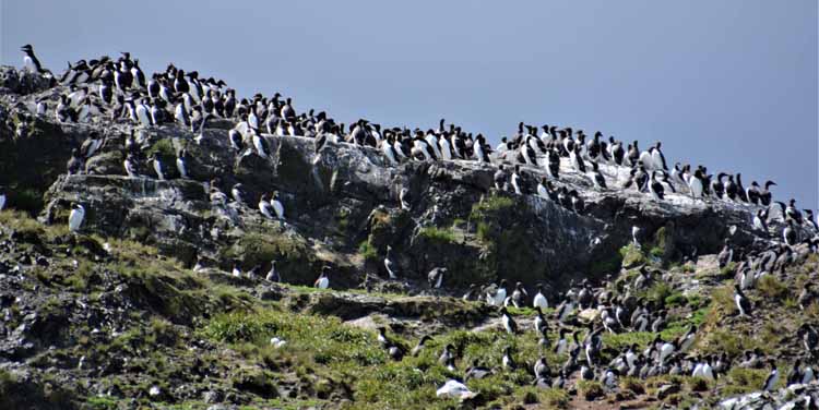 gull island